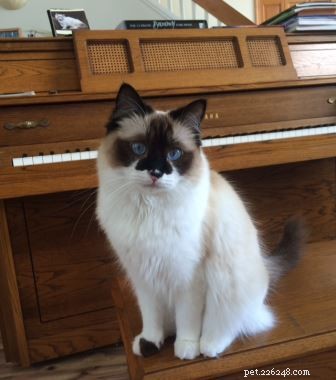 Dorothy Bow ‘Dottie’: Ragdoll Star of the Week