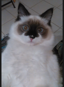 Dorothy Bow ‘Dottie’: Ragdoll Star of the Week