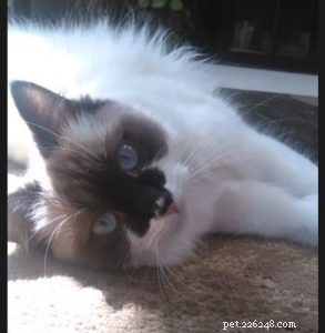 Dorothy Bow ‘Dottie’: Ragdoll Star of the Week