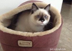 Dorothy Bow ‘Dottie’: Ragdoll Star of the Week