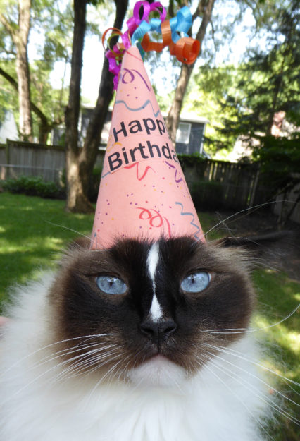 Happy 7th Birthday, Charlie! A Ragdoll Cat’s Remarkable Journey