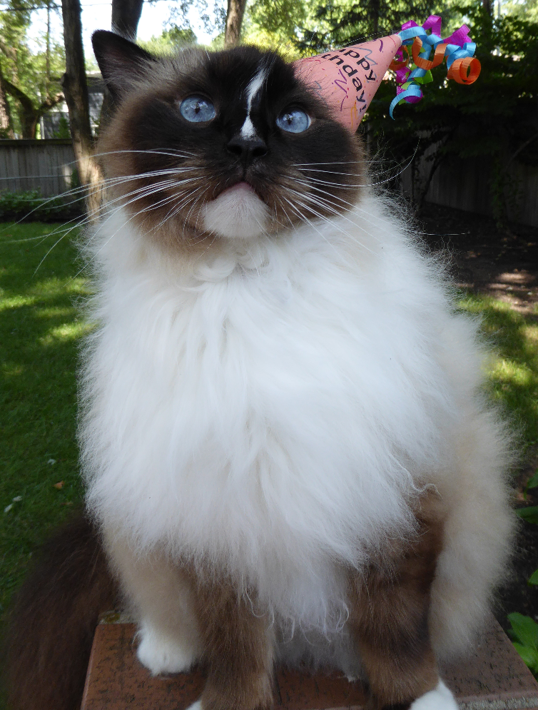 Happy 7th Birthday, Charlie! A Ragdoll Cat’s Remarkable Journey