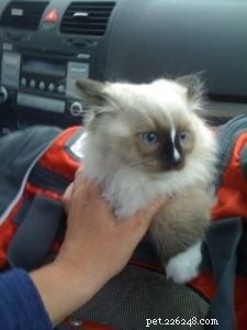 Happy 7th Birthday, Charlie! A Ragdoll Cat’s Remarkable Journey