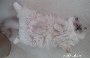 Meet George: The Ragdoll Cat Featured This Week