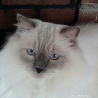 Meet George: The Ragdoll Cat Featured This Week