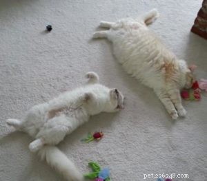 Meet George: The Ragdoll Cat Featured This Week