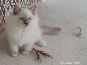 Meet George: The Ragdoll Cat Featured This Week