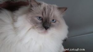 Meet George: The Ragdoll Cat Featured This Week
