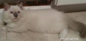 Meet George: The Ragdoll Cat Featured This Week