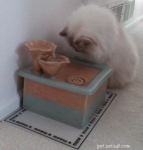 Meet George: The Ragdoll Cat Featured This Week