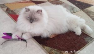 Meet George: The Ragdoll Cat Featured This Week