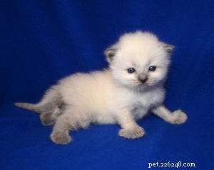 Meet Jeter: Ragdoll Kitten of the Month – Our Cuddly Star