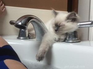 Meet Jeter: Ragdoll Kitten of the Month – Our Cuddly Star
