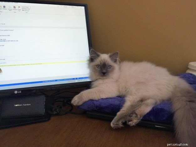 Meet Jeter: Ragdoll Kitten of the Month – Our Cuddly Star