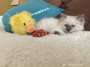Meet Jeter: Ragdoll Kitten of the Month – Our Cuddly Star