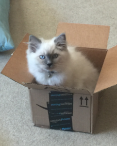 Meet Jeter: Ragdoll Kitten of the Month – Our Cuddly Star
