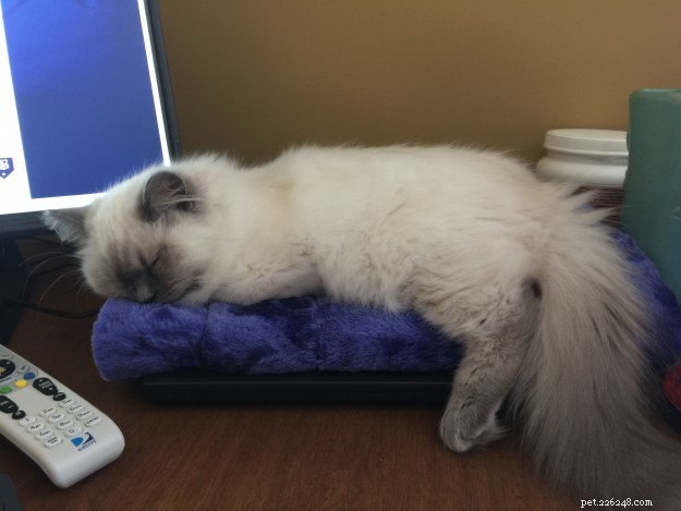 Meet Jeter: Ragdoll Kitten of the Month – Our Cuddly Star