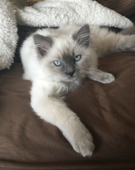 Meet Jeter: Ragdoll Kitten of the Month – Our Cuddly Star