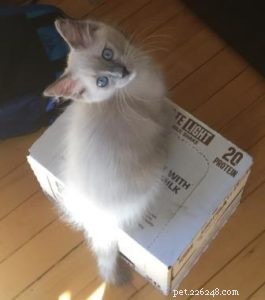 Meet Leo: Blue‑Point Ragdoll Kitten of the Month
