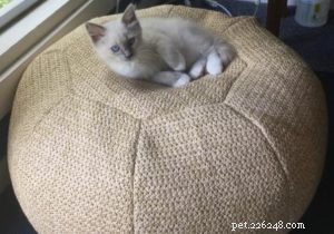 Meet Leo: Blue‑Point Ragdoll Kitten of the Month