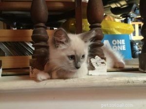 Meet Leo: Blue‑Point Ragdoll Kitten of the Month
