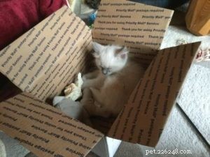 Meet Leo: Blue‑Point Ragdoll Kitten of the Month