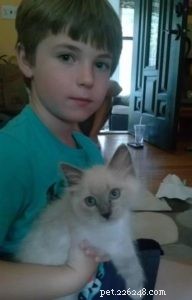 Meet Leo: Blue‑Point Ragdoll Kitten of the Month