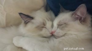 Dusty & Dolly: A Heartwarming Ragdoll Rescue Story