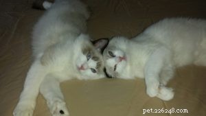 Dusty & Dolly: A Heartwarming Ragdoll Rescue Story