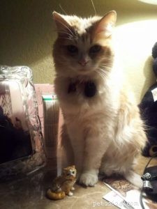 Dusty & Dolly: A Heartwarming Ragdoll Rescue Story