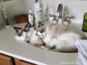 Dusty & Dolly: A Heartwarming Ragdoll Rescue Story
