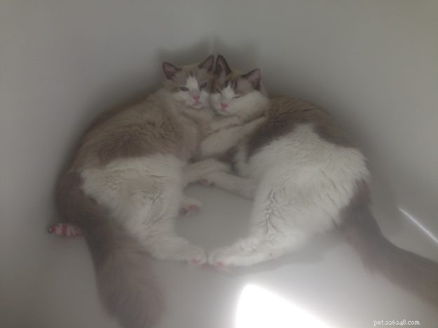 Dusty & Dolly: A Heartwarming Ragdoll Rescue Story