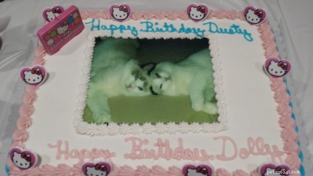Dusty & Dolly: A Heartwarming Ragdoll Rescue Story