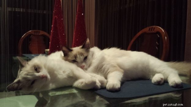 Dusty & Dolly: A Heartwarming Ragdoll Rescue Story