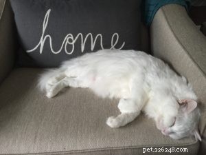 Cuddles: A Rescued Ragdoll’s Journey to a Loving Home