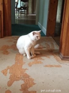 Cuddles: A Rescued Ragdoll’s Journey to a Loving Home