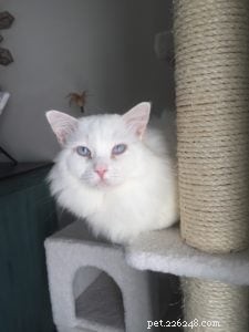 Cuddles: A Rescued Ragdoll’s Journey to a Loving Home
