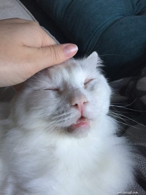 Cuddles: A Rescued Ragdoll’s Journey to a Loving Home
