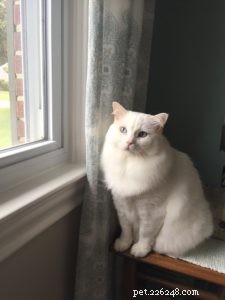 Cuddles: A Rescued Ragdoll’s Journey to a Loving Home