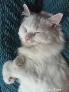 Cuddles: A Rescued Ragdoll’s Journey to a Loving Home