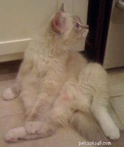 Pet Communicators: A Trusted Alternative for Diagnosing Cat Health Issues