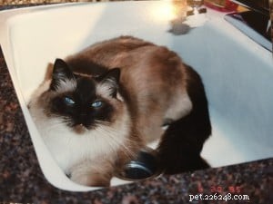 The Proven Origins of Ragdoll Cats: A Heritage of Gentle Giants