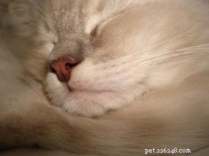 Pet Communicators: A Trusted Alternative for Diagnosing Cat Health Issues