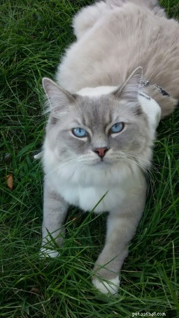 Meet Mr. Blue: A Stunning Blue Lynx-Mitted Ragdoll Cat