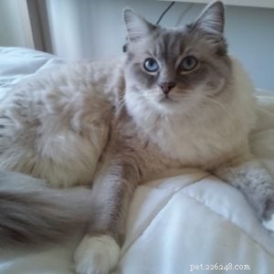 Meet Mr. Blue: A Stunning Blue Lynx-Mitted Ragdoll Cat