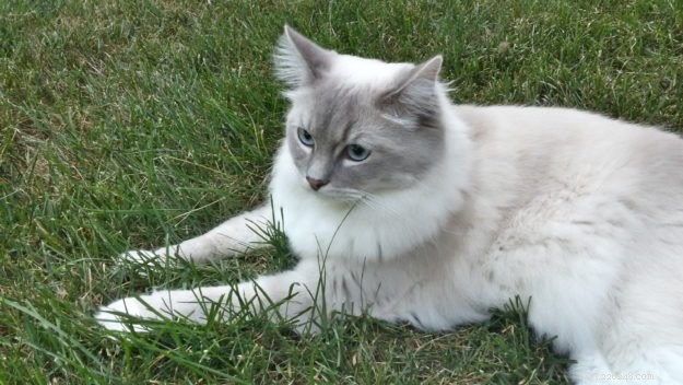 Meet Mr. Blue: A Stunning Blue Lynx-Mitted Ragdoll Cat