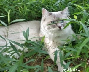 Meet Mr. Blue: A Stunning Blue Lynx-Mitted Ragdoll Cat