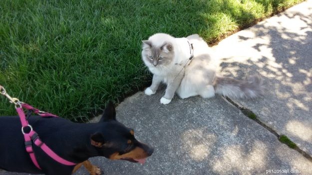 Meet Mr. Blue: A Stunning Blue Lynx-Mitted Ragdoll Cat