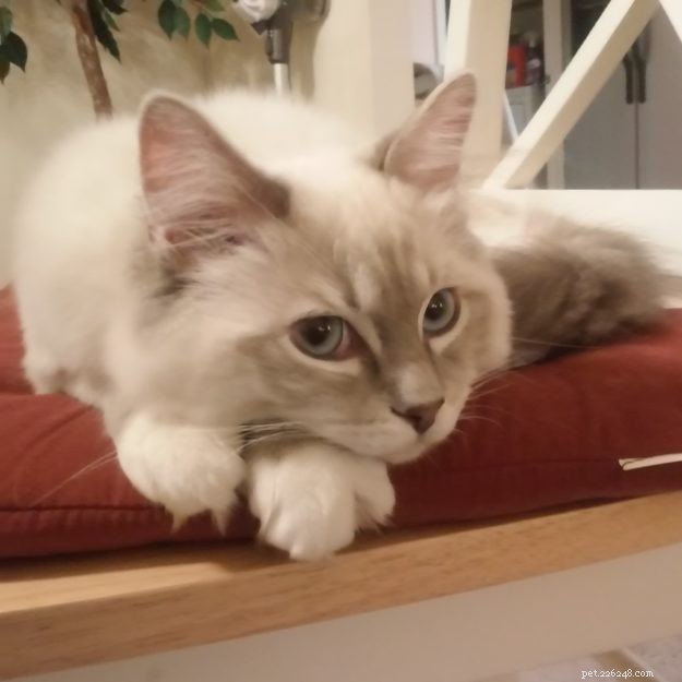 Meet Mr. Blue: A Stunning Blue Lynx-Mitted Ragdoll Cat