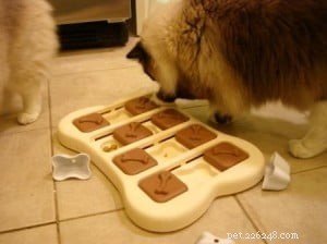 Engaging Treat‑Based Games That Keep Your Ragdoll Active and Happy